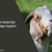 Can Goats Eat Hedge Apples