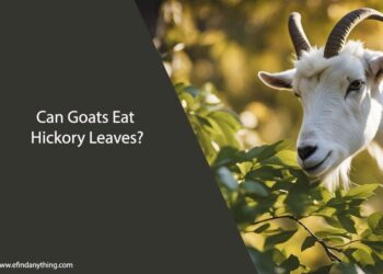 Can Goats Eat Hickory Leaves