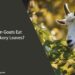 Can Goats Eat Hickory Leaves