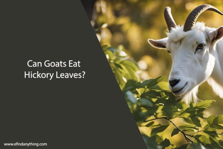 Can Goats Eat Hickory Leaves
