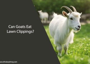 Can Goats Eat Lawn Clippings
