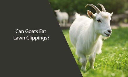 Can Goats Eat Lawn Clippings?