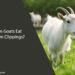 Can Goats Eat Lawn Clippings