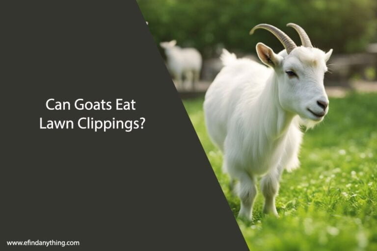 Can Goats Eat Lawn Clippings