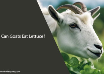 Can Goats Eat Lettuce