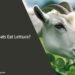 Can Goats Eat Lettuce