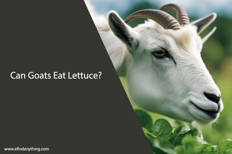 Can Goats Eat Lettuce
