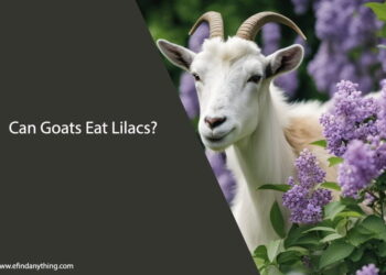 Can Goats Eat Lilacs