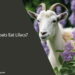 Can Goats Eat Lilacs