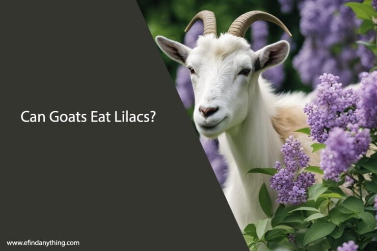 Can Goats Eat Lilacs