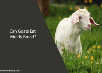 Can Goats Eat Moldy Bread