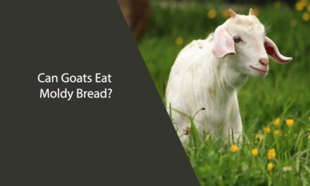 Can Goats Eat Moldy Bread?