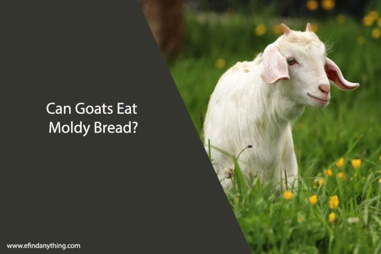 Can Goats Eat Moldy Bread