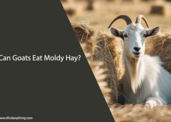 Can Goats Eat Moldy Hay