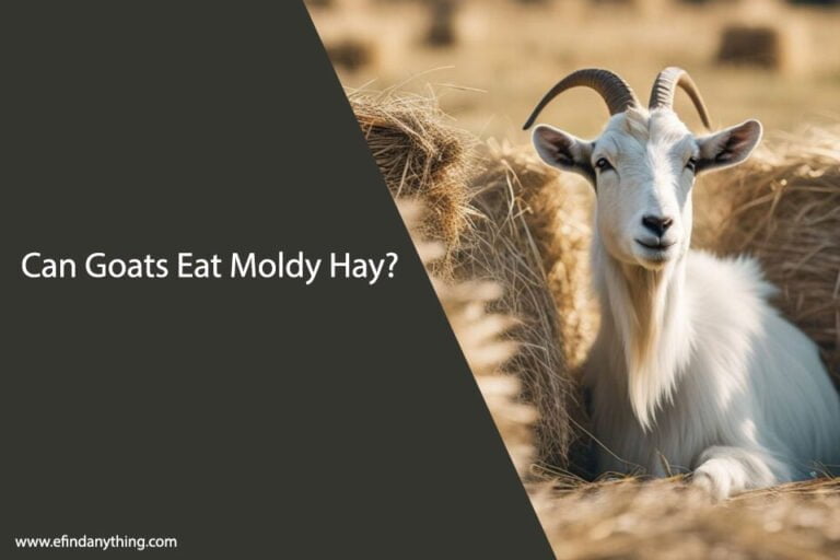 Can Goats Eat Moldy Hay