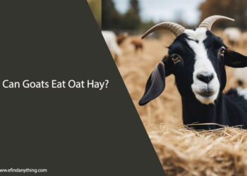 Can Goats Eat Oat Hay