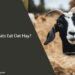 Can Goats Eat Oat Hay