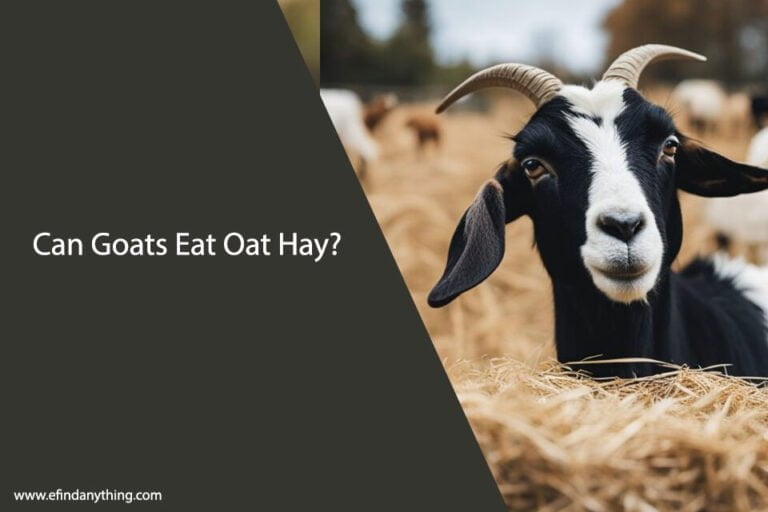 Can Goats Eat Oat Hay