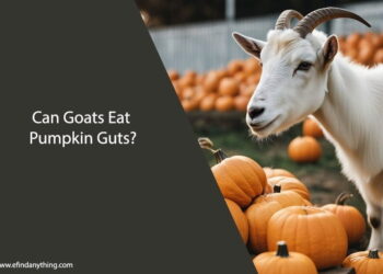 Can Goats Eat Pumpkin Guts