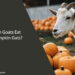 Can Goats Eat Pumpkin Guts