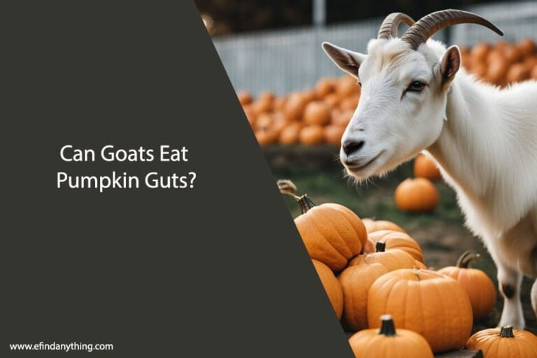 Can Goats Eat Pumpkin Guts