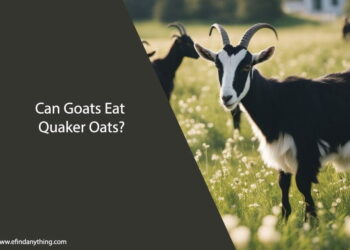 Can Goats Eat Quaker Oats