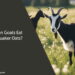 Can Goats Eat Quaker Oats