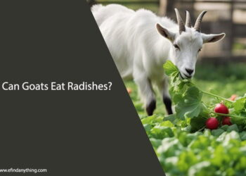 Can Goats Eat Radishes