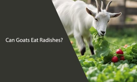 Can Goats Eat Radishes?