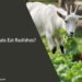 Can Goats Eat Radishes