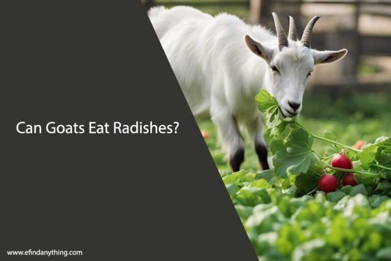 Can Goats Eat Radishes