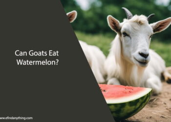 Can Goats Eat Watermelon