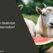 Can Goats Eat Watermelon