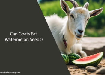 Can Goats Eat Watermelon Seeds