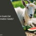 Can Goats Eat Watermelon Seeds