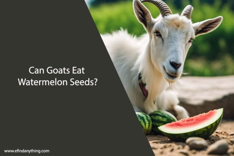 Can Goats Eat Watermelon Seeds