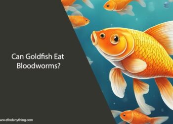 Can Goldfish Eat Bloodworms