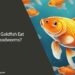 Can Goldfish Eat Bloodworms