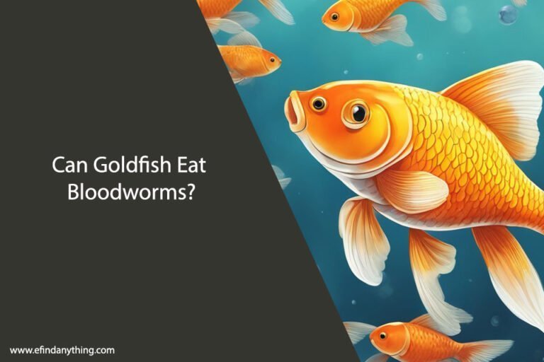 Can Goldfish Eat Bloodworms