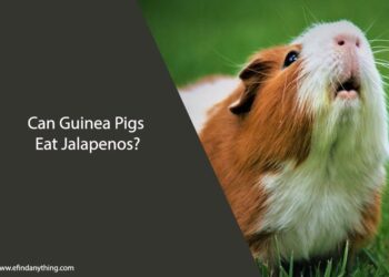 Can Guinea Pigs Eat Jalapenos