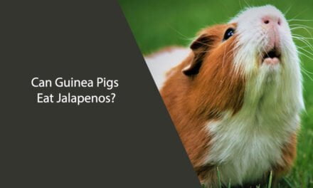 Can Guinea Pigs Eat Jalapenos?