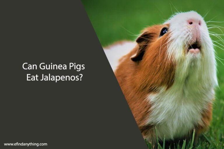 Can Guinea Pigs Eat Jalapenos