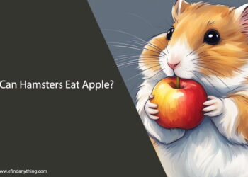 Can Hamsters Eat Apple