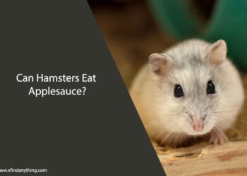 Can Hamsters Eat Applesauce