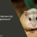 Can Hamsters Eat Applesauce