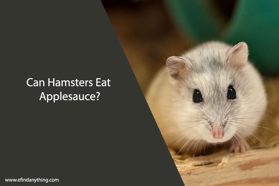 Can Hamsters Eat Applesauce