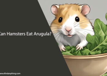 Can Hamsters Eat Arugula