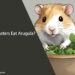 Can Hamsters Eat Arugula