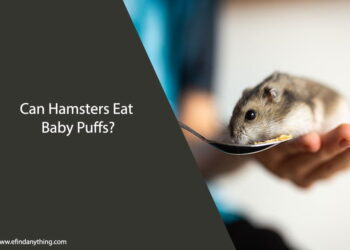 Can Hamsters Eat Baby Puffs