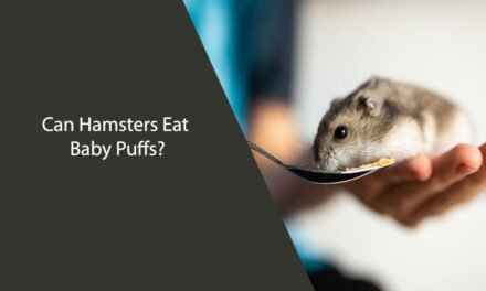 Can Hamsters Eat Baby Puffs?